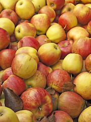 Image showing apples