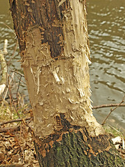 Image showing grub of a beaver