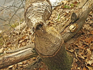 Image showing grub of a beaver