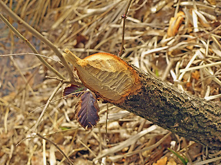 Image showing grub of a beaver