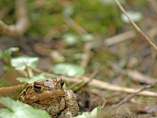 Image showing common toad