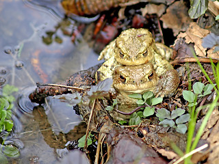 Image showing common toad