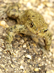 Image showing common toad