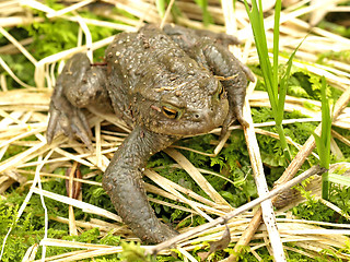 Image showing common toad