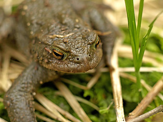 Image showing common toad