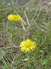 Image showing cough wort