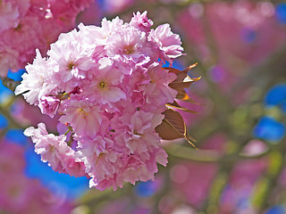 Image showing blossom of cherry