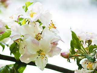 Image showing apple tree