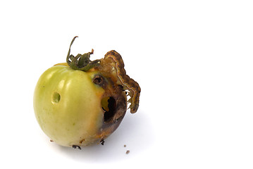 Image showing fruit vermin-creeping caterpillar