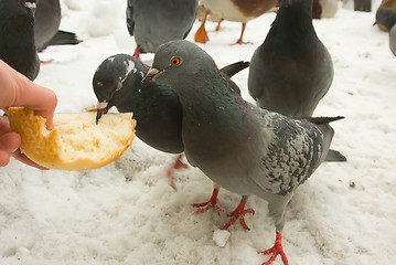 Image showing Hungry pigeons in the winter