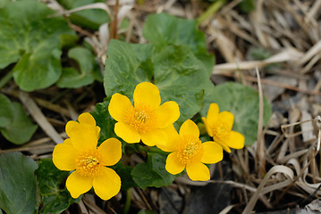 Image showing Flowers of Marsh marigolds (Caltha palustris)