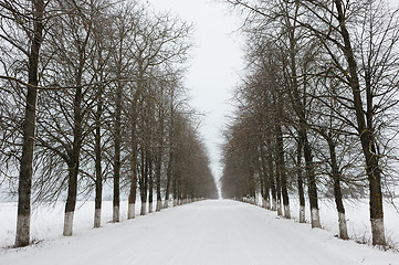 Image showing Rural road in winter