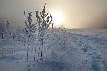 Image showing Frosty winter morning