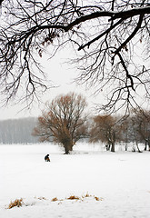 Image showing Footprints in the snow 