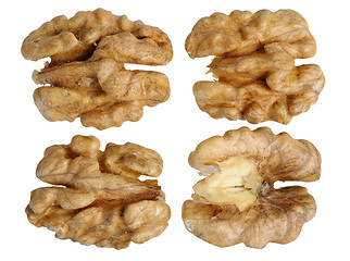 Image showing walnut (Juglans regia)