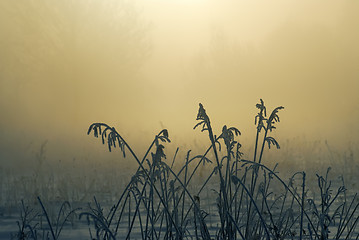 Image showing Frosty winter morning