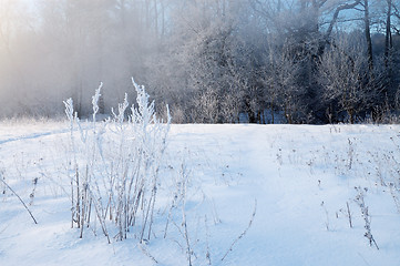 Image showing Frosty winter morning