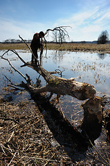 Image showing Boy on a tree, fallen beavers