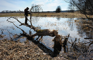 Image showing Boy on a tree, fallen beavers