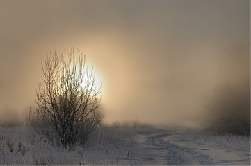 Image showing Frosty winter morning