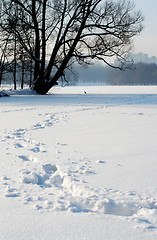 Image showing Footprints in the snow 