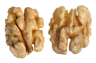 Image showing walnut (Juglans regia)