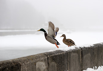 Image showing Ducks in the winter in the city