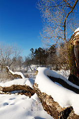 Image showing Frosty winter morning