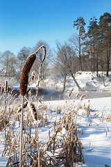 Image showing Frosty winter morning