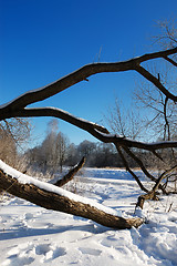 Image showing Frosty winter morning