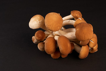 Image showing Black popplar mushroom