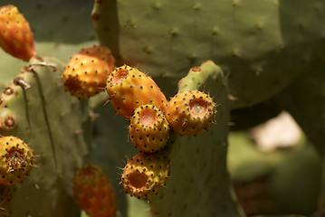 Image showing Prickly pears