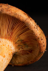 Image showing Red pine mushroom