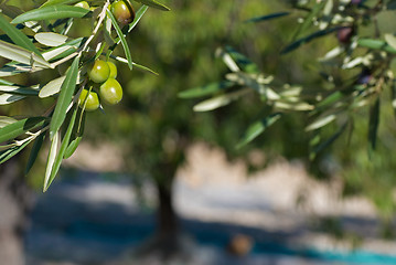 Image showing Olive branch