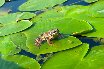 Image showing Frog