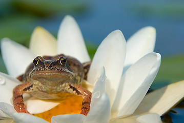 Image showing Tsarevna -  frog
