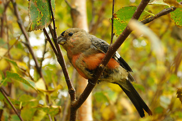 Image showing Bullfinch 