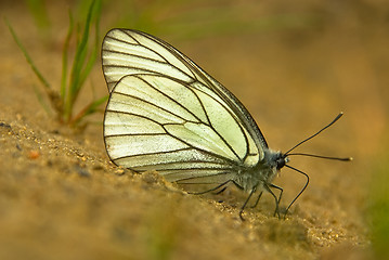 Image showing Aporia crataegi 