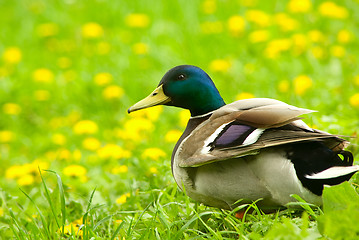 Image showing Male of  mallard