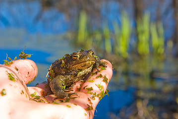 Image showing toad 