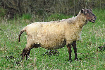 Image showing sheep 