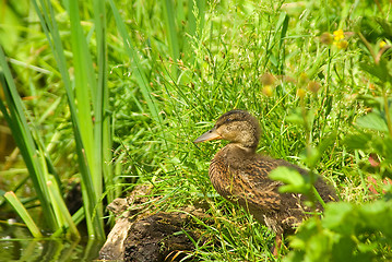 Image showing Young duck 