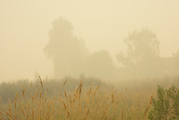 Image showing meadow in white  smoke