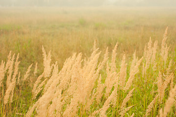 Image showing meadow in white  smoke