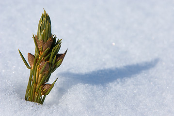 Image showing Pine sprout