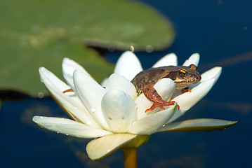 Image showing Tsarevna -  frog