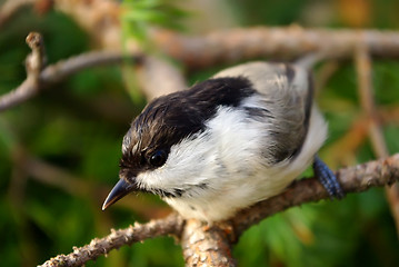 Image showing Titmouse 