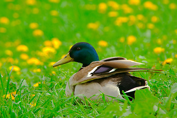 Image showing Male of  mallard