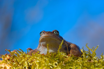 Image showing moor frog 