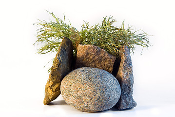 Image showing  stones and a moss